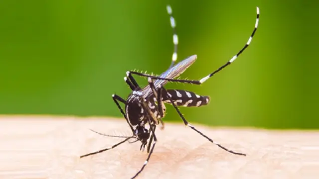 ডেঙ্গু নিয়ে হাসপাতালে ৭২৫, দুজনের মৃত্যু